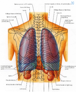 Costodiaphragmatic Recess of the Pleural Cavity